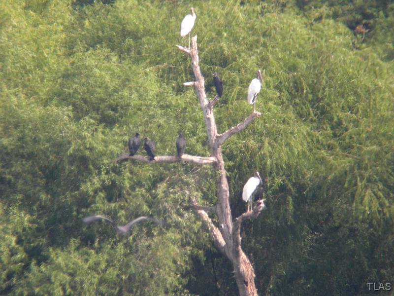 Wood Storks_Black Vultures_Cormorants